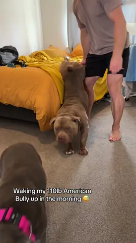 Lulu hitting that big stretch too! 🧘 #americanbully #staffy #bigstretch #puppy #cute #dog #dogs #puppy #nz #auckland #doglover #funnydog #luluandtuktuk #dogsoftiktok 