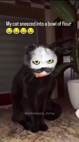 Black cat behavior…😂 #cat #funnycat #catsoftiktok #funnyanimals #funnypets #fyp #foryou #viral 