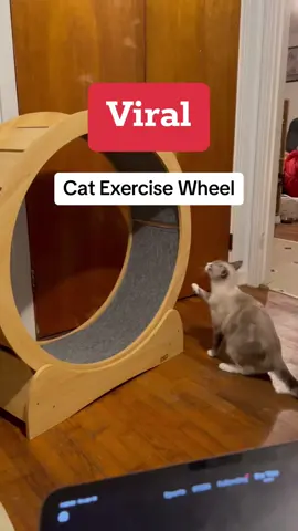 Make this Cat Exercise wheel go viral so that other cats can get one :)  We’ve noticed that Tham and Cloud are a little busier than before! Theyre keeing themselves occupied!  #catexercisewheel #trend #trending #cat #tiktok #pet #fyp #fypシ゚viral #viral #reels #PetsOfTikTok #catsoftiktok #kittensoftiktok #kittens #Love #cute 