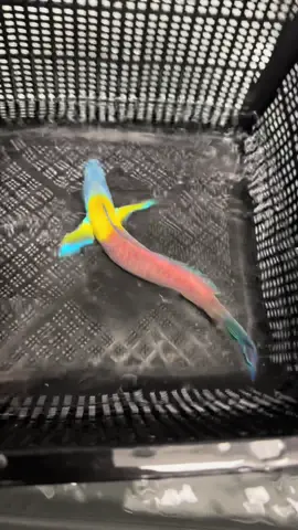 This fish is Stunning!!! 😱🐠 #aquarium #fish #fishtok #fyp #colsonscritters 