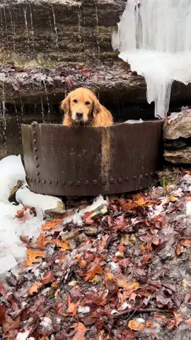 She only likes to sit in water on days that end in Y🤷‍♀️🦮💕 #fypシ #foryou #goldenretriever #golden #trails #hike #goldenretrieverlife #nature #coldplunge #wimhof 