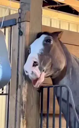 #Humor #Solohumor #Chile #humorchileno #humortiktok  #Sandy #peroconrespeto #viñadelmar #viña #Valparaiso #Santiago #gangoso #caballo #Viral #clasico #recuerdos #jañaña 