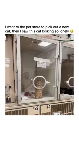 🥺❤️ #cats 
