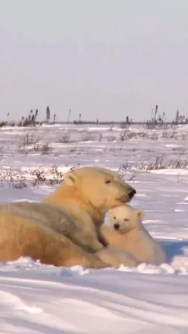 The mother polar bear taking care of her son with lots of love. This is one of the most loving animals in nature with its children. It is wonderful. #amazing #world #amazingvideo #beautiful #Wonderful #wonderful #animais #animals #bear #polarbear #panda #neard #urso #nature #naturelovers #natureza 