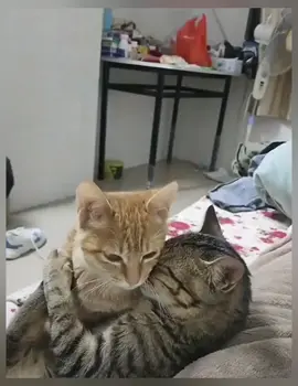 Kucing cute ini pamer kemesraan ❤
