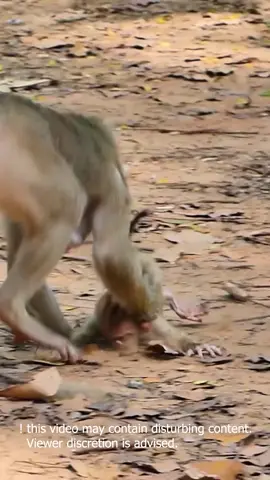poor baby monkey hit by mother #monkey #babymonkey #animals #sad #monkeyface #monkeydluffy #pet #shorts #fyp 