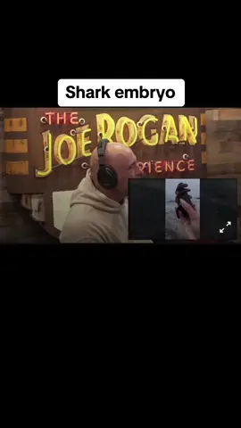 #joerogan #jre #podcast #interview #clipsofinsight #tonyhinchcliffe 