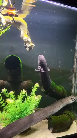 Those pipes were so awesome! I am working on a new set for them in their new tank. #greatersiren #fishtok #weirdpets #fishtank #