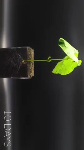 TOP 8 Plant Growing Time-lapses #timelapse #fypシ #fyp 