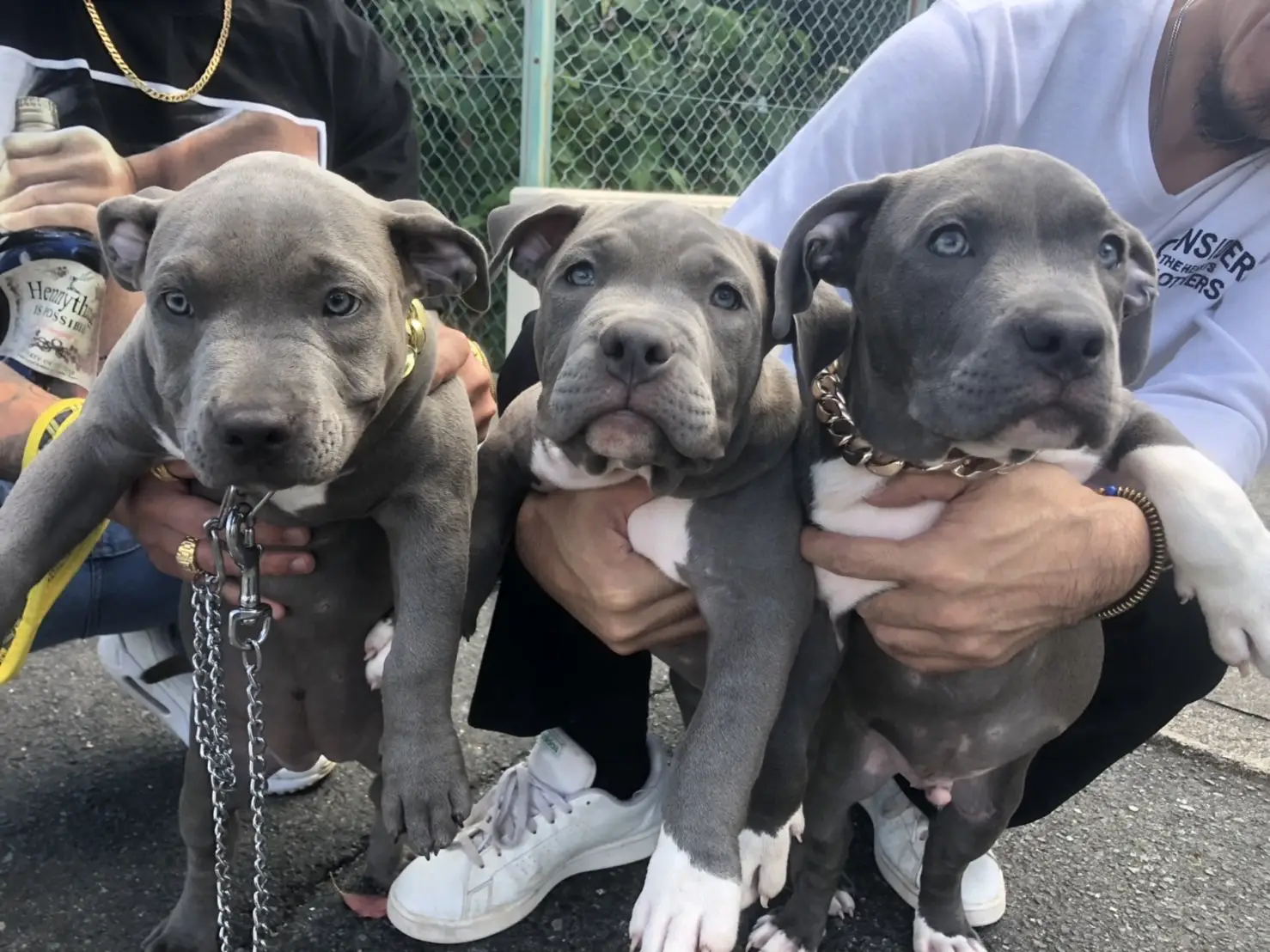 baby hennessy 🦛ときょうだい達‎🤍🩶 #americanbully #bully #dog #dogs #doglife #doglove #doglover #dogsoftiktok #pet #PetsOfTikTok #ticdog #ticdogs #dogtok #アメリカンブリー #ブリー #犬 #いぬ #イッヌ #犬のいる生活 #愛犬 #犬好き #犬好きと繋がりたい