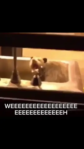 WEH 👹 #monzharry #fyp #fypシ゚viral #trend #vira #foryou #opossum #possum #scream #angry #angryanimals #animalmeme #animalmemes #memes #meme #weh #screaming #relatable #real #inonowanna 
