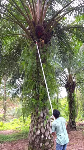 Panen sawit tercepat pakai egrek palmking long #bangjm #bangjm999 