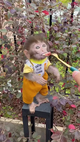 Pika Mukbang 😋 @Monkey Pika  #monkey #monkeys #monkeydluffy #monkeycute #monkeybaby #animals #mukbang 