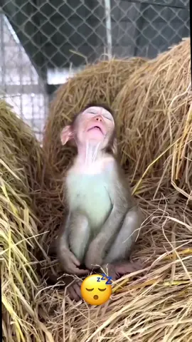 little monkey is sleepy😴#monkey #animals 