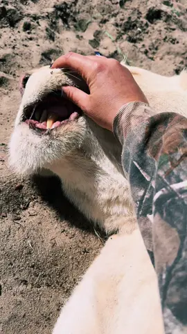 Vati’s toe beans & claws! #NOTpets #lion #lions #lioness #whitelion #bigcat #bigcats #cat #cats #toebeans #claws #Love #adorable #teeth #bigteeth #beautiful #stunning #fl #florida #fyp  