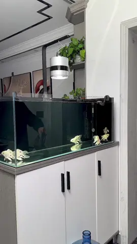 Very convenient water changer, do you want one?#foryou #foryoupage #aquariums #fishtoks #fishtanks 