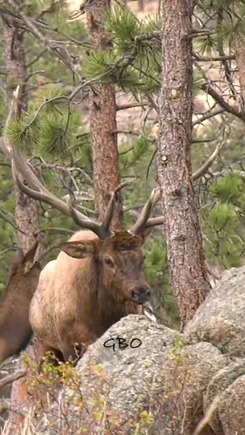 Caught up in a rut frenzy - this herd bull tries to separate his cows from the other bulls.  www.GoodBullGuided.com  #Photography #wildlife #nature #colorado #reels #goodbull #elk #rmnp 