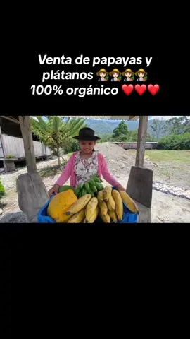 De la chacra a tu mesa 👩🏻‍🌾👩🏻‍🌾🫶🏻🫶🏻🫶🏻Platanos y papayas 100% organicos natural informacion: wsp 980028302 hagan sus pedidos 🥰🥰#platanos #papayas #viral #organico #chacra #campo #delachacraalaolla #satipoperú🇵🇪 #satipo #junin #riotambo 