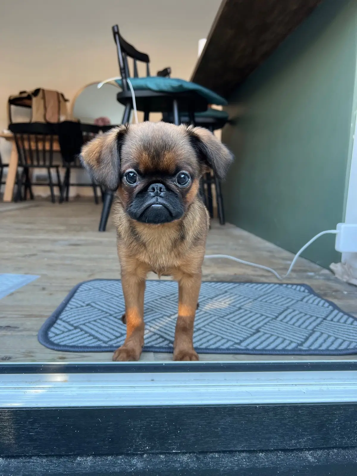 Late to the trend… #brusselsgriffon #fyp #dog #cutedog #transformation #gains #tiktokdogs #dogsoftiktok #griffon 