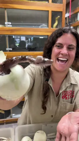 Helping this baby Python out of its egg🙌 and wishing this littly buddy a Happy Birthday🤩 These baby noodles are just so cute and it is wild to see that all snakes start out at this size🤯 • • • #wow #baby #new #born #python #egg #life #happy #birthday #help #save #babies #pythons #reptile #style #cool #amazing #video #moments #beautiful #animals #hatch #eggs #tiktok #tik #tok #tiktokanimals 