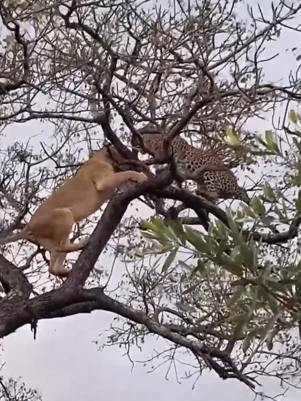 Fight on the tree - Lion vs Leopard #lion  #leopard  #animal  #fight  #jungle  #nature  #naturalphotography  #naturalvideography  #naturalvideo  #deer  #tree  #forest  #forest  #naturelovers  #forestlovers  #video  #reel  #ınstagramreels  #shortvideoclip