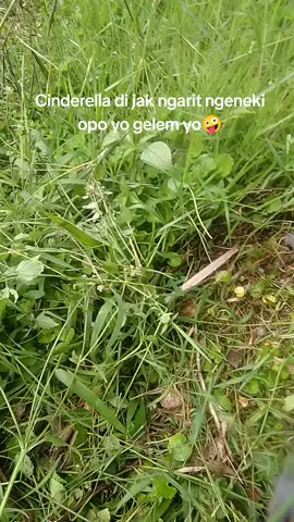 inpo suket lemu🤣#ngarityuk #suketlemu #salatiga24jam #beranda ##masukberandafyp #fypシ゚viral #kopengsalatiga #tukangngarit 