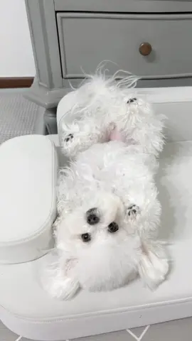 이러면 나 기절한다고ㅠㅠㅠ 진짜 귀여우니까 안보는 사람 없길..🥺❤️ #귀여운강아지 #미니비숑 #강아지개인기 #아기비숑 #아기강아지 #bichonfrise 