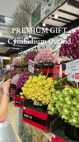 Premium flower gift- Cymbidium Orchid #puduriafloristkl #puduriaflorist #flowergift #cnygift #cymbidium #cymbidiumorchids #cny #chinesenewyear 