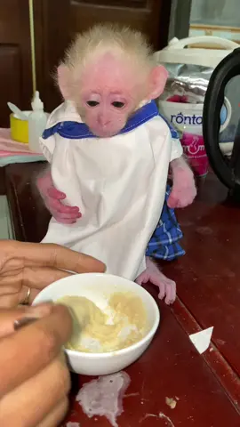 So ctue 🙉🙉🙉🥰🥰🐒🐒🐒🙈🙈🙈🙊🙊🙊🇬🇧🇬🇧🇬🇧🇬🇧🇬🇧 #monkeys #uk #monkey #🇬🇧 #monkeydluffy #unitedkingdom #monkeybibi 