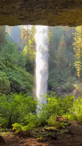 Silver Falls State Park in Oregon #pacificnorthwest #natureloves #waterfall #naturelove #sunnyday #pnw #fyp #relaxing #oregon 