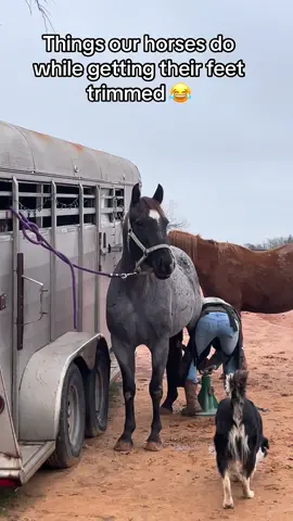 @Addie i wasnt actulky going to let him go in However this boy was trying the whole time 😂😂😂 was hilarious #horsepeople @GypsyHarrisonFarrier #horselife 