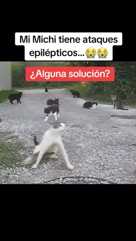 Mi Michi tiene ataque epilépticos ¿Saben de alguna solución? #michi #gato #epilépticos #solucion #ayuda #viral 