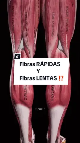 FIBRAS RÁPIDAS y LENTAS⁉️ Tu cuerpo tiene 3 TIPOS de FIBRAS MUSCULARES👇🏼 ~ Tipo 1 (LENTAS)🐢 - Gran cantidad de mitocondrias ⇒ utilizan O2 para producir E (ATP) 🫁 - Contracciones de BAJA POTENCIA 📉 - TARDAN MUCHO en fatigarse ⇒ Son reclutadas en actividades de BAJA INTENSIDAD (mantener postura)🦴 ~ Tipo 2A (INTERMEDIAS) 🐇 - O2 + glucosa = E 🔥 - Contracción RÁPIDA y FUERTE ⚡️⇒ Se reclutan en ejercicios AERÓBICOS (caminar, trotar…)🚶🏼 ~ Tipo 2B (RÁPIDAS) 🐆 - Gran diámetro y altas cantidades de GLUCÓGENO - Glucólisis anaeróbica = E 🔥 - Contracción MUY RÁPIDA y FUERTE 🚀 ⇒ Actividades de ALTA INTENSIDAD (levantamiento de pesas, saltos, carreras de velocidad…) 🏋🏼🏃🏼 - Lo MALO: se FATIGAN MUY RÁPIDO 🥵(de 15 a 30 segundos) Los 3 tipos de fibras musculares trabajan SIEMPRE conjuntamente 🤝🏼 en cada movimiento. Pero el % de activación de una u otra cambiará según la actividad que realices. ⚠️TU cuerpo es muy SABIO, y para MINIMIZAR LA FATIGA ⇒ primero recluta las fibras de contracción lenta (Tipo 1), y si la actividad requiere de MAYOR FUERZA💪🏼 ⇒ irá reclutando las fibras 2A y 2B progresivamente 🚀 👉🏼 Esto se conoce como “Principio de tamaño de HEINNEMAN” 📈 📲 Sígueme para seguir aprendiendo sobre tu CUERPO y tu ENTRENAMIENTO‼️ Gracias #muscleandmotion por estas pedazo animaciones🤩 #fibrasmusculares #entrenamiento #deporte #rendimiento #fisioterapia #fisio #atletismo #gimnasio #músculo #fuerza
