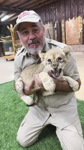 This little Lion did not want to be picked up and I don't want any problems😅 The tiger on the other hand was definitely cool with me holding him but that's probably because I had milk🙌 So if you are going to pet a baby tiger or lion you definitely want to have food😁 One day these cute little babies will be beautiful magnificent beast🤩 • • • #cute #wow #little #adorable #baby #tiger #lion #cuteness #amazing #beautiful #animals #wild #wildlife #travel #babies #so #cutecat #visit #travel #dubai #cool #video #moments #feed #bottle #tik #tok #tiktok 