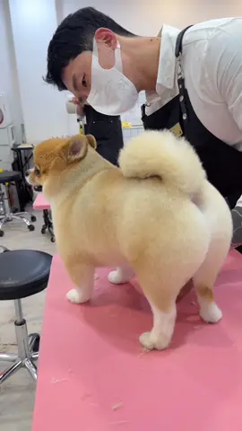곰돌이로 변신중🧡 #groomin #grooming #Love #dogsoftiktok #dog #pomeranian #lovely #puppy #fyp #반려동물 #강아지 #포메라니안 #foryou #포메미용 #포메틱톡 #viral 