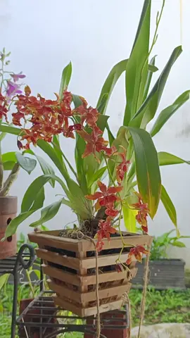 My 🧡 Oncidium Guann Shin Rouge Ruby 🧡 #orchid  #oncidium  #oncidiumguanshinrougeruby  #happyweekend  #happywifehappylife 