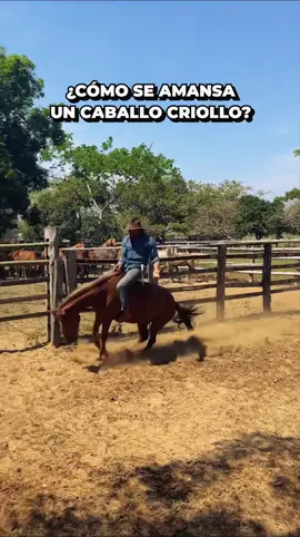 La amansada | Capítulo 5/7 semana del #caballo criollo llanero  @Germán leal 🐴🤠 #colombia #caballos #horse #wild #horses #caballistas #llanosorientales #doma #wildlife #AprendeEnTikTok 