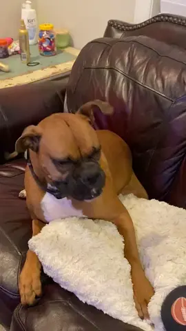 this is a AFV classic #funnydogs #sneeze #AFV #boxerdog