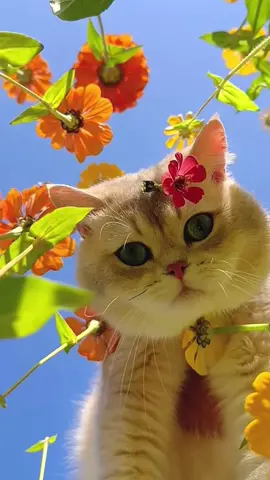🌸🌻🌼