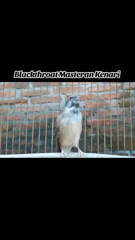 blackthroat gacor cocok untuk masteran kenari mewah Durasi panjang