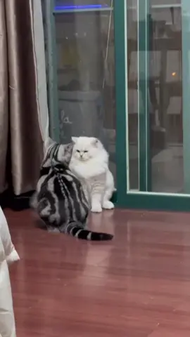 #cat #catsoftiktok 
