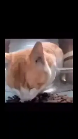 kucing Oren emang beda  #cat #cats #catlover #kucing #meme #lucu #viral #fyp #tiktok #mukbang 
