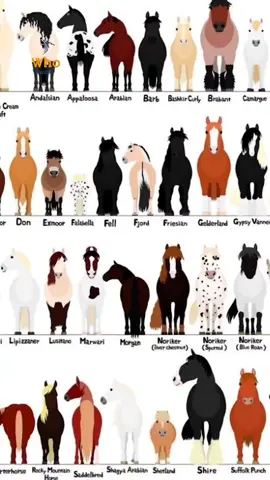 A raça Morgan surgiu nos Estados Unidos no final do século XVIII, originária do cruzamento de Puro-sangue Inglês com uma égua mestiça de raça selvagem e provavelmente Hackney (raça de atrelagem leve).#morgan #horseriding #horseshow #horselover #horsesoftiktok #horserider #horseshoe #cavalo 