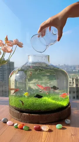 Do you want one?#foryou #foryoupage #aquariums 