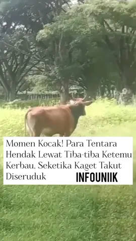 Momen Kocak Sapi Kejutin para Tentara #fyp #videolucu #viral #kocak 