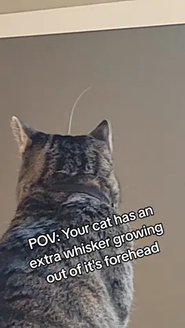 Weird little specimen. #funny #humor #fyp #viral #cats #cat #pets #animals