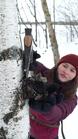 Making fire from chaga 🔥🌳 This flu parasite usually forms on the trunk of a birch tree and smolders very well. It easily catches sparks and ignites from friction! If the chaga is raw, then you will need more time and effort to ignite it! Good luck!👋 #camping #survival #bushcraft #Outdoors #LifeHack    Dangerous! Do not repeat! Do not attempt this without proper instruction and experience! This video was created for informational purposes only; all actions were carried out by specialists in compliance with the necessary safety measures.