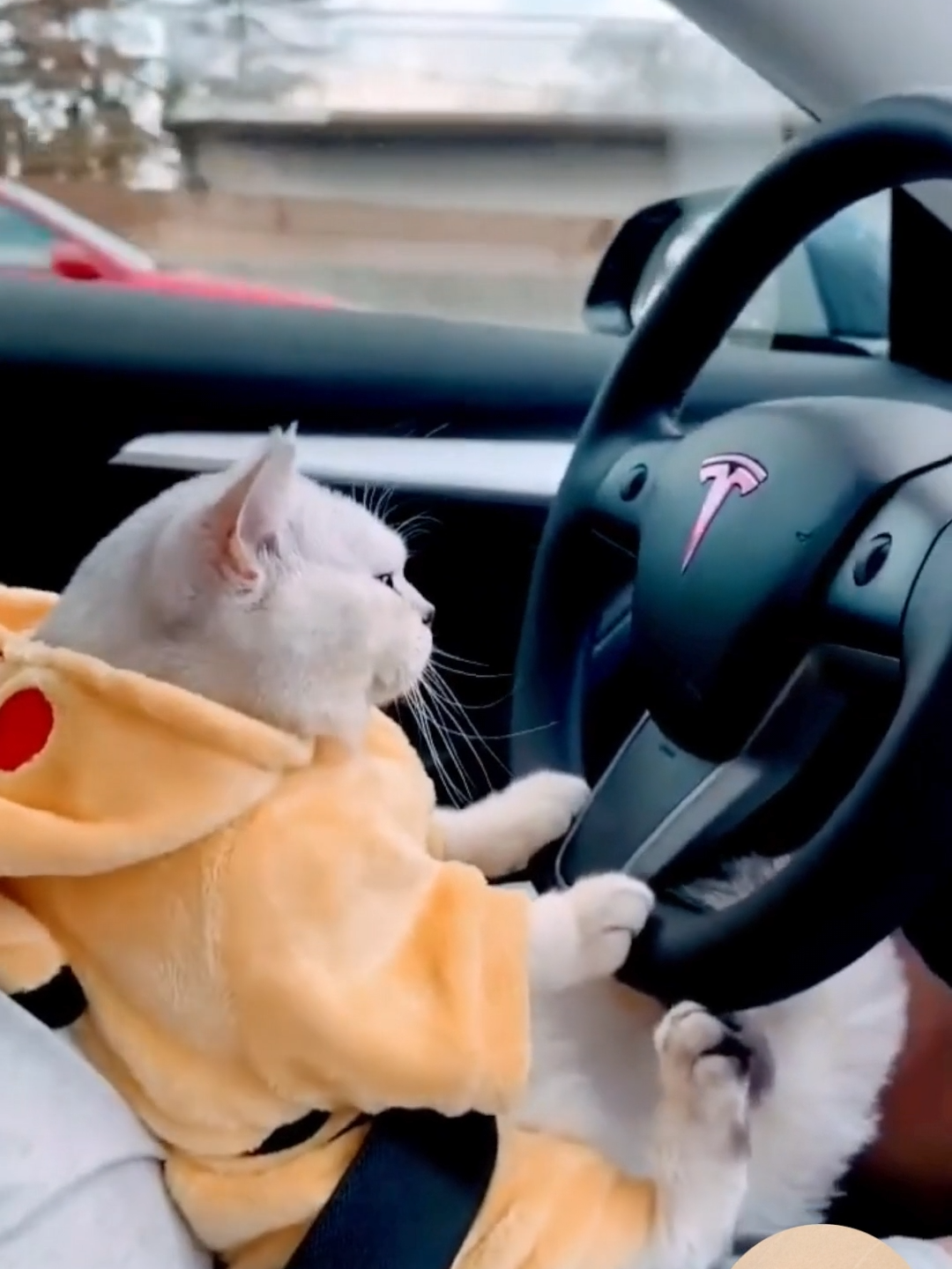 Cats Drivers #catdriver #catdrivingcar #funnycatvideo #catinthecar #funnyvideos #fyp #fup #funnyvideo2024 #funnycat2024