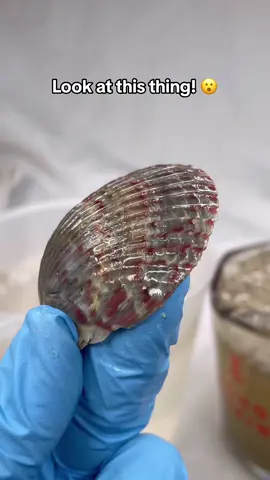 Such a unique find #beachfinds🐚 #cleaningasmr💕🧼🧽 #seashells🐚 #beachfinds🐚🐌 #oceanlife #seashells 