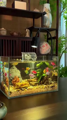 Set up hồ cá đơn giản để bàn làm việc #Bettacoffy #betta #becamini #trangtrihoca #trangtribeca #mayoxy #dentrangtri #denhoca #guppy #tieucanh #LearnOnTikTok #longervideos 